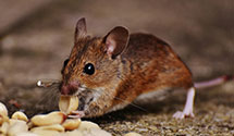 24 Hour & Emergency Exterminators in Greble, PA
